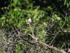 Polioptila dumicola