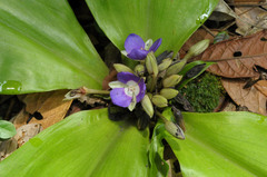 Dichorisandra acaulis