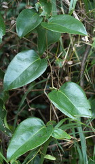 Smilax ocreata