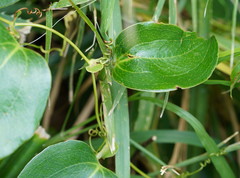 Smilax ocreata