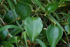 Smilax ocreata