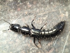 Thyreocephalus chloropterus