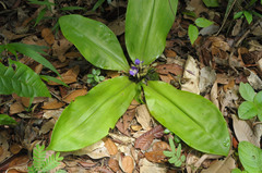 Dichorisandra acaulis