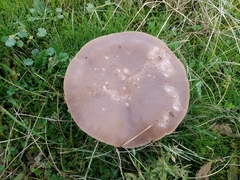 Melanoleuca brevipes