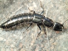 Thyreocephalus chloropterus