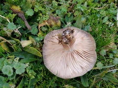 Melanoleuca brevipes