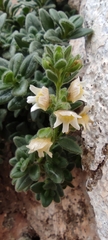Chaenorhinum villosum