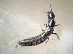 Thyreocephalus chloropterus