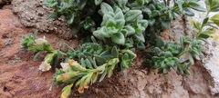 Chaenorhinum villosum