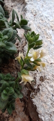 Chaenorhinum villosum
