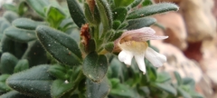 Chaenorhinum villosum