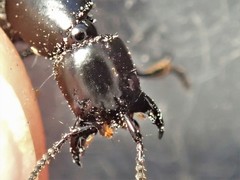 Thyreocephalus chloropterus