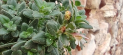 Chaenorhinum villosum