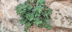 Chaenorhinum villosum