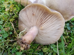 Melanoleuca brevipes