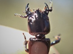 Thyreocephalus chloropterus