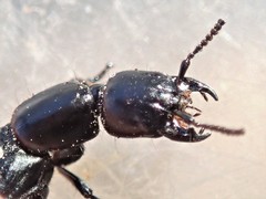 Thyreocephalus chloropterus