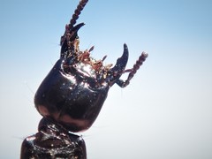 Thyreocephalus chloropterus