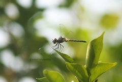 Brachydiplax sobrina