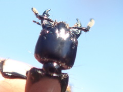 Thyreocephalus chloropterus