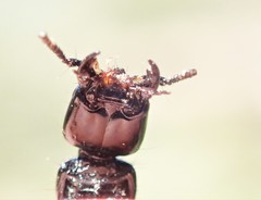 Thyreocephalus chloropterus