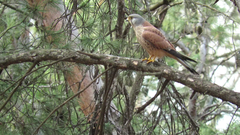 Falco tinnunculus tinnunculus