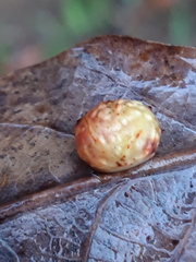Cynips quercusfolii