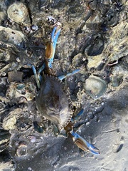 Callinectes exasperatus