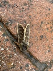 Lemonia philopalus