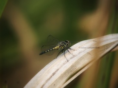 Brachydiplax sobrina