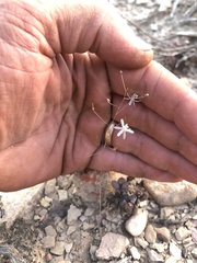 Drimia cochlearis