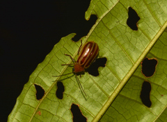 Exora belemea