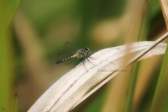 Brachydiplax sobrina