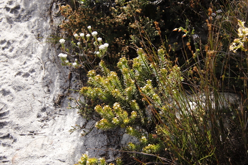 Image of Thesium viridifolium by (c) Tony Rebelo, some rights reserved (CC BY-SA)