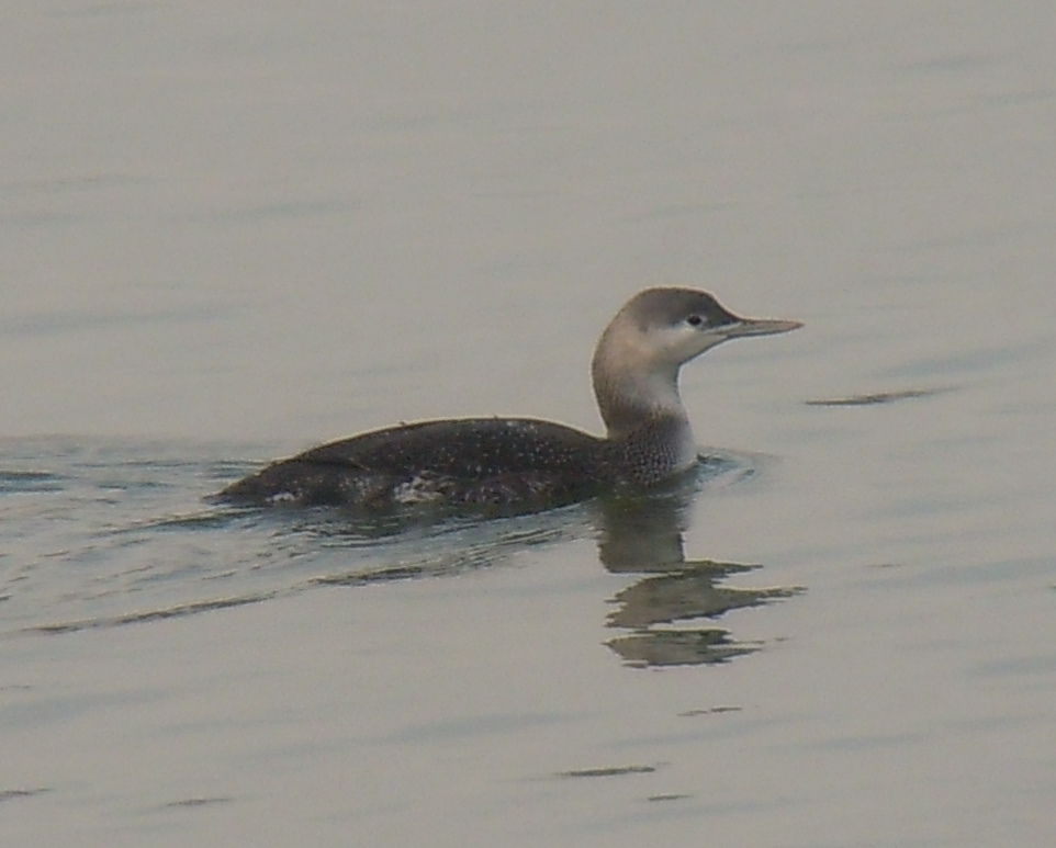 Red-throated Loon