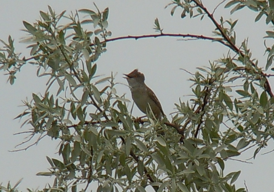 Barred Warbler