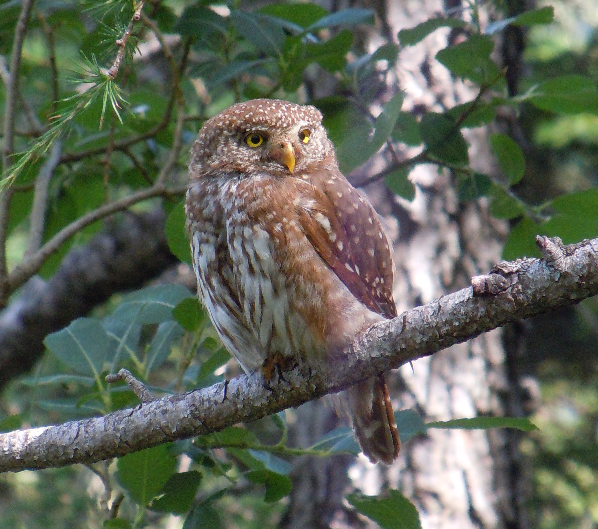 Eurasian Pygmy Owl