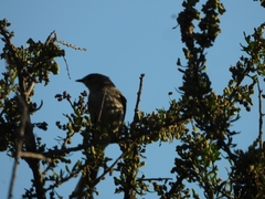 Mimus saturninus