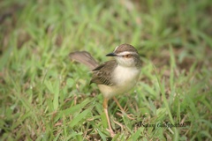 Prinia inornata