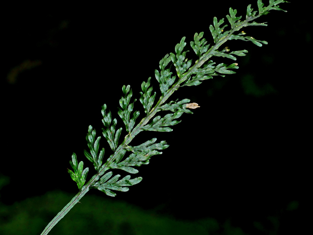Hymenophyllum badium