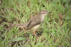 Prinia inornata
