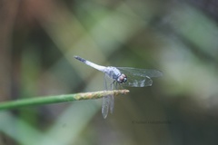 Brachydiplax sobrina