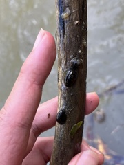 Neripteron cornucopia