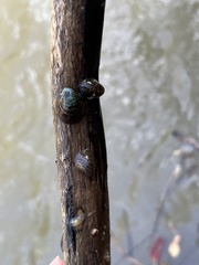 Neripteron cornucopia