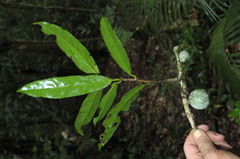 Salacia arborea