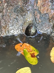 Neripteron cornucopia