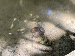 Neripteron cornucopia