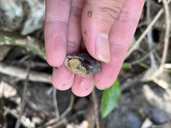 Cassidula