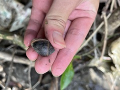 Cassidula
