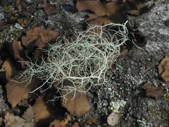 Usnea halei